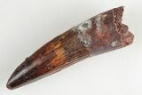 Spinosaurus Tooth - Real Dinosaur Tooth #197235-1